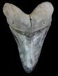 Serrated, Megalodon Tooth - Colorful Enamel #66191-1